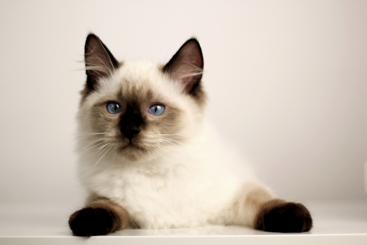 Lord - kot rasy ragdoll o umaszczeniu RAG n - seal colorpoint