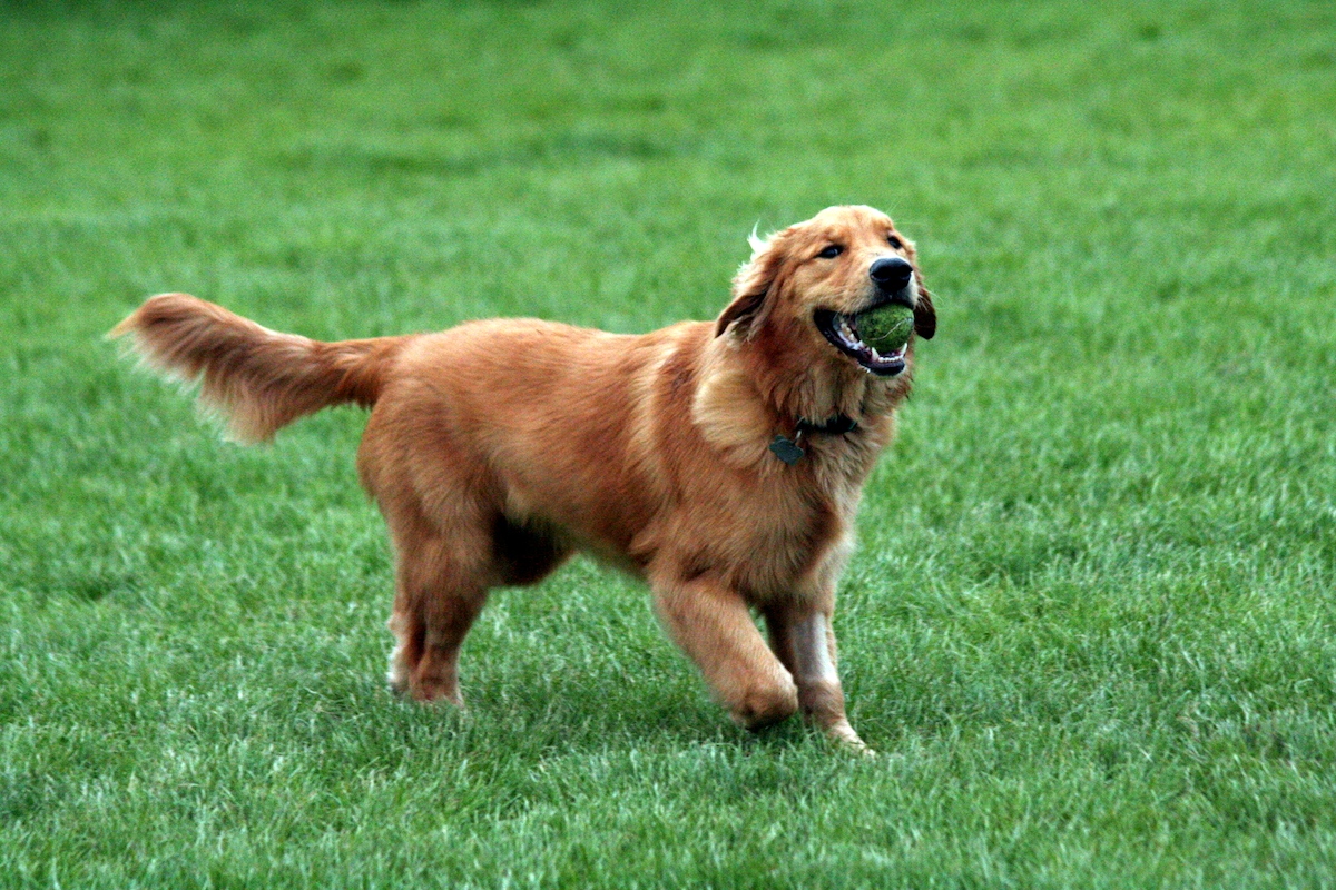 5 najładniejszych psów rasowych - Golden retriever