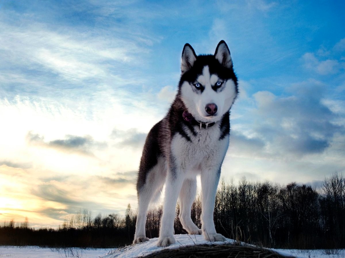 Les arbres sont ma cachette 5-najladniejszych-psow-rasowych-husky-syberyjski