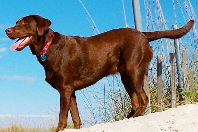 5 najładniejszych psów rasowych - Labrador retriever