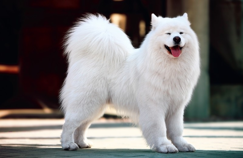 5 najładniejszych psów rasowych - Samoyed