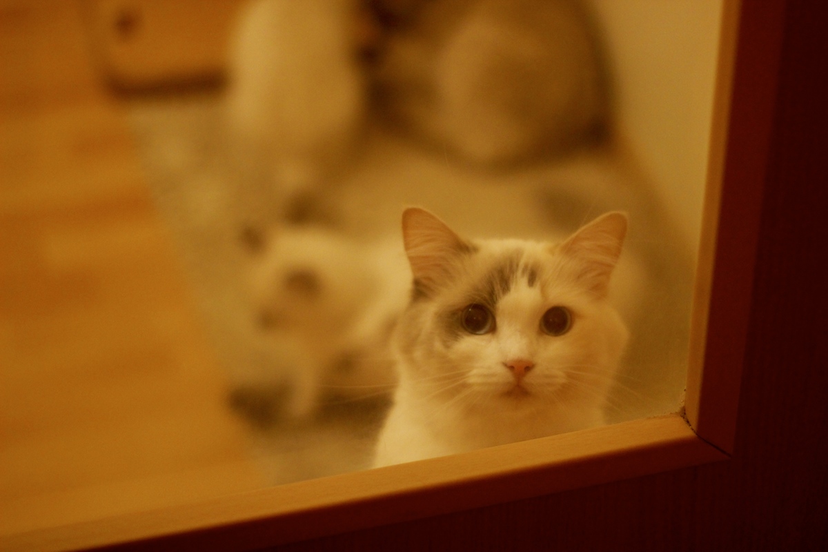 Charming Eyes - świetna hodowla kotów rasy ragdoll